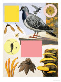 Buy The Countryside in December at AllPosters.com