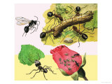 Buy Is For Ants at AllPosters.com