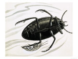 Buy Shrimps Often Hitch a Ride with Great Water Beetles at AllPosters.com