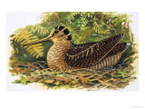 Buy Looking at Nature: The Woodcock at AllPosters.com