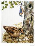 Buy Woodland Birds at AllPosters.com