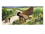 Buy Looking at Nature: The Woodcock at AllPosters.com