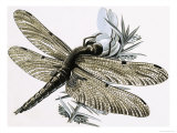 Buy The Dragonfly at AllPosters.com