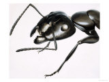 Buy Little Monsters: The Mighty Ant at AllPosters.com