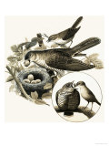 Buy The Cuckoo at AllPosters.com