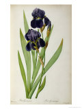 Buy Iris Germanica, from Les Liliacees at AllPosters.com
