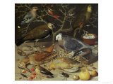 Still Life of Birds and Insects, 1637