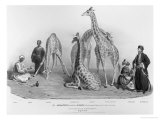 Buy Giraffes with the Arabs Who Brought Them over to Here, Zoological Gardens, Regent's Park, 1836 at AllPosters.com