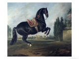 Black Horse Performing the Courbette