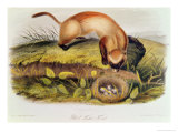 Black-Footed Ferret from Quadrupeds of North America