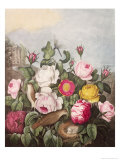 Buy Roses, Engraved by Earlom, from 'The Temple of Flora', by Robert Thornton, Pub. 1805 at AllPosters.com