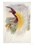 Buy Bird of Paradise, from Birds of New Guinea at AllPosters.com