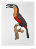 Buy Giant Touraco, Engraved by Guyard at AllPosters.com