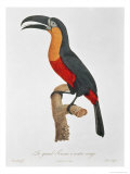 Buy Toucan: Great Red-Bellied by Jacques Barraband at AllPosters.com