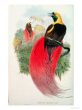 Buy Bird of Paradise, Engraved by T. Walter at AllPosters.com