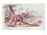 Buy Hunting the Wild Elephant, Illustration from Wild Sports of South Africa by W.C. Harris, 1841 at AllPosters.com