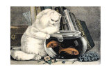 Persian Cat and Gold Fish