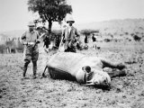Theodore Roosevelt with a White Rhino During His Post-Presidential African Safari, March 1910