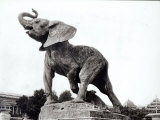 Young Elephant Caught in a Trap