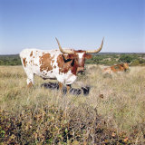 Texas Longhorn Breed