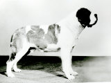 St. Bernard Dog