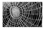 Spider Web Sparkle