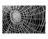Spider Web Sparkle