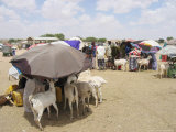 Buy Somaliland Women with Their Goats Protect Themselves from Hot Sun with Umbrellas at AllPosters.com