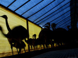 Ostriches Walk on a Shed at a Farm in Florencio Varela