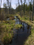 The Hawley Bog Photographic Print