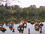 Buy This Water Based Jack-O-Lantern Display in the Halloween Spectacular at AllPosters.com