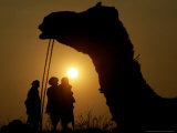 Buy A Camel Stands as Villagers Walk at Sunrise at the Annual Cattle Fair in Pushkar, November 3, 2006 at AllPosters.com