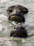 Buffaloes Take an Afternoon Bath in Amritsar, India