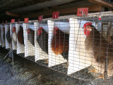 Chickens are Shown in Cages at Whiting Farms in Delta, Colorado, on Thursday, June 8, 2006