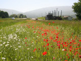 Buy Many States Plant Wildflowers Along Busy Roadsides or Inside Interstate Medians at AllPosters.com