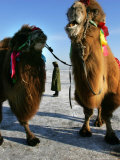 Buy A Chinese Horse Buggy Driver Waits for Customers on a Frozen Lake in Harbin, China, January 7, 2007 at AllPosters.com