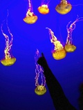 A Spectator Points at At Sea Nettles, Jelly Fish at the Monterey Bay Aquarium