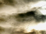 Buy Birds Over Frankfurt at AllPosters.com