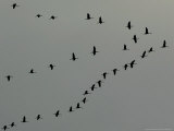 Buy Birds Over Frankfurt at AllPosters.com