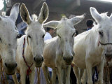 Buy Egyptian Veterinian Ahmed Rostom, Center, Passes by a Line of Donkeys for Sale at AllPosters.com