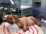 A Two-Month-Old Puppy Takes a Nap on a Bottle of Cold Water