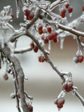 Buy A Fruit Tree is Covered in Ice Monday, January 15, 2007 at AllPosters.com