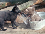 Buy 3-Month-Old Brown Bear Olinka, Right, Uses Her Paws to Defend Her Cool Place in the Tub at AllPosters.com