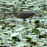 Buy A Great Blue Heron Stalks Its Prey in Marsh in East Montpelier, Vermont, Thursday, August 23, 2001 at AllPosters.com