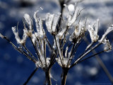 Eiskristalle Bedeckt Am Donnerstag, 2 November 2006