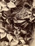 A Stuffed Specimen of 'Passer Domesticus', Commonly Known as the House Sparrow