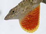 Buy A Cuban Anole Lizard Displays His Dewlap, a Colorful Flap of Skin Under His Neck at AllPosters.com