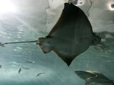 Stingray