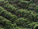 Buy Female Farm Worker Picks Up Dragon Fruit in Ticuantepe, Nicaragua, September 26, 2006 at AllPosters.com