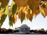 Buy Fall Foliage Frames the Jefferson Memorial on the Tidal Basin Near the White House at AllPosters.com
